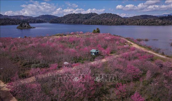 The enchanting scenery of Pa Khoang island during cherry blossom season. VNA Photo: Xuân Tư