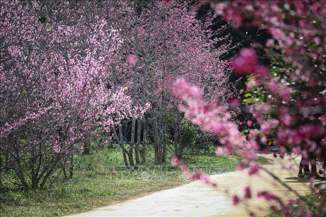 Cherry blossoms are in full bloom at Pa Khoang island. VNA Photo: Xuân Tư