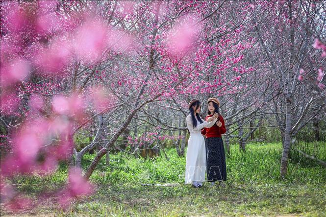 Young people check in with the cherry blossom garden. VNA Photo: Xuân Tư