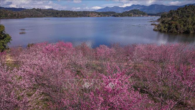 The majestic beauty of cherry blossoms in full bloom at Pa Khoang reservoir. VNA Photo: Xuân Tư