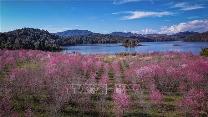 Thousands of cherry trees bloomed simultaneously on the flower island in the middle of Pa Khoang reservoir, creating a striking pink carpet against the backdrop of the water and mountains of Muong Phang. VNA Photo: Xuân Tư
