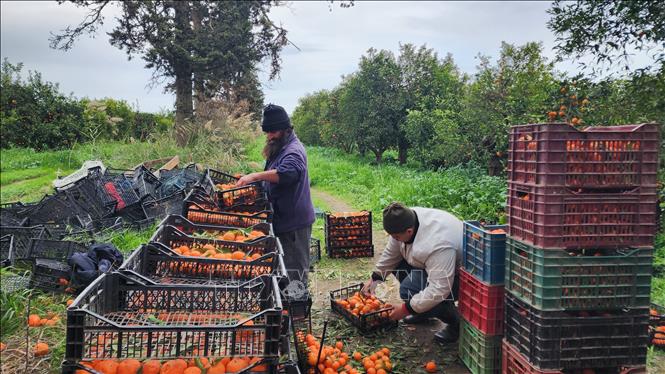 Người nông dân địa phương thu hoạch cam chuẩn bị mang đi bán. Ảnh: Mạnh Hùng – Phóng viên TTXVN tại Algeria