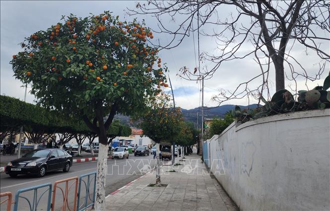 Cam được trồng thành từng hàng trên hè phố. Ảnh: Mạnh Hùng – Phóng viên TTXVN tại Algeria