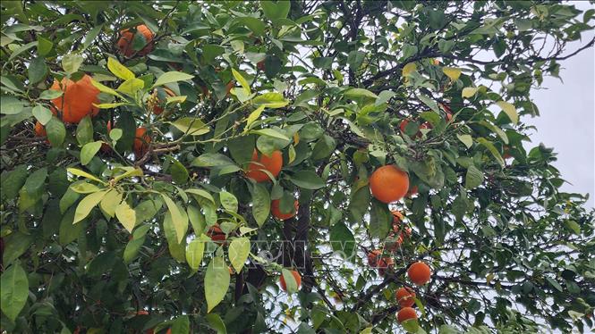 Cây cam tươi tốt sai quả trên hè phố. Ảnh: Mạnh Hùng – Phóng viên TTXVN tại Algeria