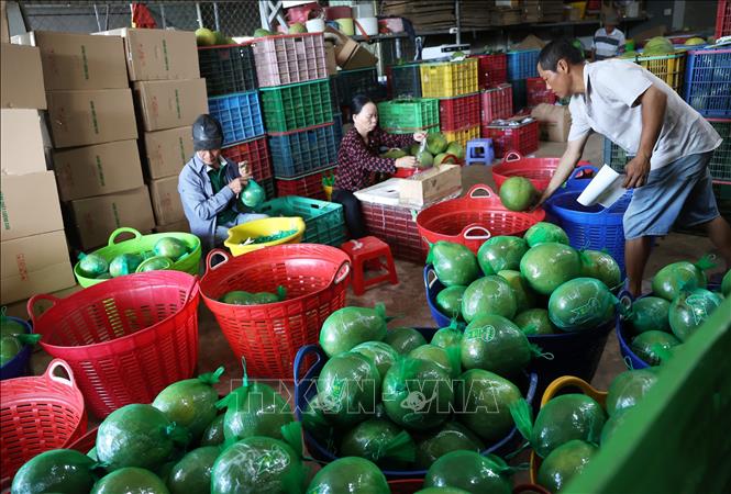  Bưởi da xanh xuất khẩu tập kết tại vựa trái cây Thái Loan, xã Tân Phú, tỉnh Đồng Nai. Ảnh: Hồng Đạt - TTXVN 