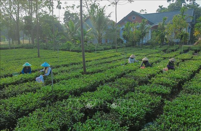 Làng nghề chè búp khô gắn với sản phẩm OCOP tạo nhiều việc làm, nâng thu nhập cho người dân địa phương, đặc biệt là đồng bào dân tộc thiểu số trên địa bàn xã. Ảnh: Phan Phương – TTXVN