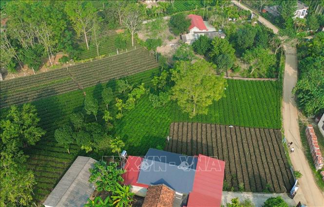 Xã Suối Hai triển khai hiệu quả nhiều cơ chế, chính sách đặc thù của Đảng và Nhà nước dành cho đồng bào dân tộc thiểu số, từ đó giúp nhiều hộ thoát nghèo bền vững. Ảnh: Phan Phương – TTXVN