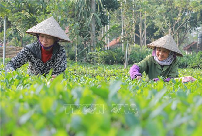 Làng nghề chè búp khô gắn với sản phẩm OCOP tạo nhiều việc làm, nâng thu nhập cho người dân địa phương, đặc biệt là đồng bào dân tộc thiểu số trên địa bàn xã. Ảnh: Phan Phương – TTXVN