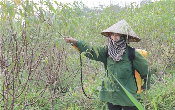 Chính quyền địa phương chú trọng hỗ trợ người dân chuyển đổi cơ cấu cây trồng, nâng cao hiệu quả sản xuất, tăng thu nhập, góp phần ổn định đời sống và phát triển kinh tế bền vững. Ảnh: Phan Phương – TTXVN
