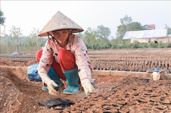 Đồng bào dân tộc xã Suối Hai được tạo việc làm tại làng nghề An Hòa, góp phần tăng thu nhập, ổn định đời sống cho lao động địa phương. Ảnh: Phan Phương – TTXVN