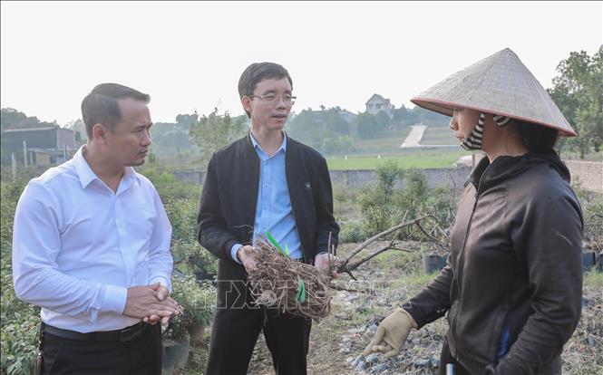 Ông Đỗ Văn Công, Phó Chủ tịch UBND xã Suối Hai, TP Hà Nội cùng các cán bộ khảo sát, hướng dẫn kỹ thuật trồng mai cho các hộ dân trên địa bàn xã. Ảnh: Phan Phương – TTXVN