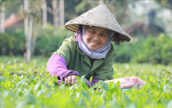 Đồng bào dân tộc thiểu số được tạo công ăn việc làm ổn định tại làng nghề chè búp khô, góp phần tăng thu nhập, cải thiện đời sống. Ảnh: Phan Phương – TTXVN