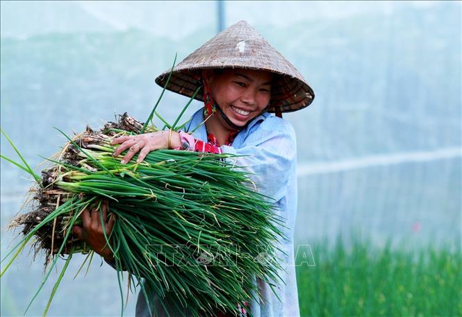 Harvesting vegetables and field crops in Phuoc Ly commune, Tay Ninh province. VNA Photo: Hồng Đạt