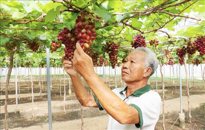 Ông Nguyễn Khắc Phòng, Giám đốc HTX dịch vụ tổng hợp nông nghiệp Thái An (xã Vĩnh Hải, Khánh Hòa) kiểm tra vườn nho trồng theo mô hình nông nghiệp công nghệ cao. Ảnh: Nguyễn Thành – TTXVN