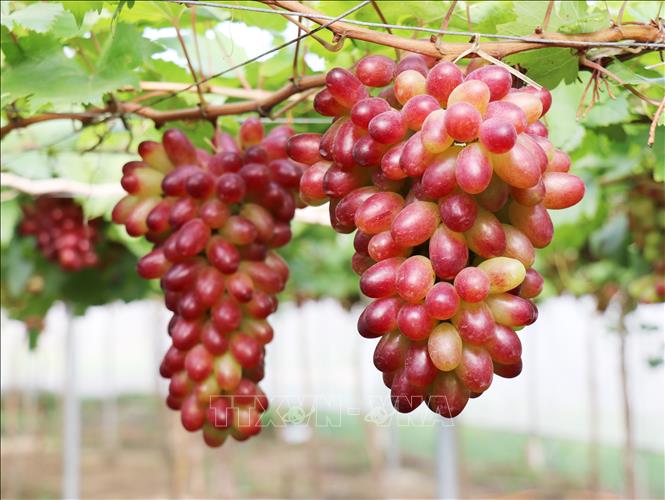 Giống nho NH01-152 được trồng theo mô hình nông nghiệp công nghệ cao tại Hợp tác xã dịch vụ tổng hợp nông nghiệp Thái An (xã Vĩnh Hải, Khánh Hòa), sẵn sàng phục vụ thị trường và du khách từ nay đến Tết Nguyên đán Bính Ngọ 2026. Ảnh: Nguyễn Thành – TTXVN
