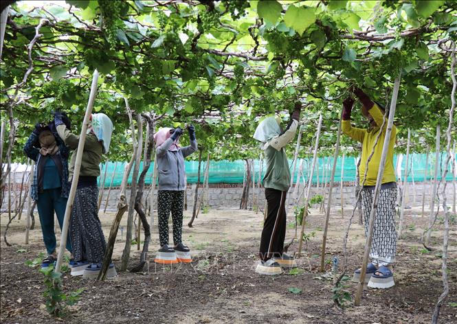 Nông dân xã Vĩnh Hải (Khánh Hòa) chăm sóc vườn nho NH01-26 (nho kẹo) bảo đảm nho chín đúng dịp phục vụ thị trường Tết Nguyên đán 2026. Ảnh: Nguyễn Thành – TTXVN