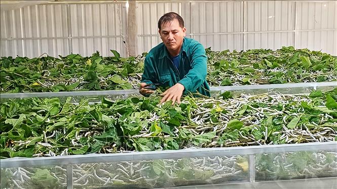 Người dân xã Ia Hrú, tỉnh Gia Lai nuôi tằm. Ảnh: Hồng Điệp - TTXVN