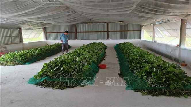 Xã Ia Hrú, tỉnh Gia Lai hiện có gần 130ha dâu tằm với hơn 250 hộ dân tham gia trồng dâu, nuôi tằm, mở ra hướng phát triển kinh tế mới cho nông dân. Ảnh: Hồng Điệp - TTXVN
