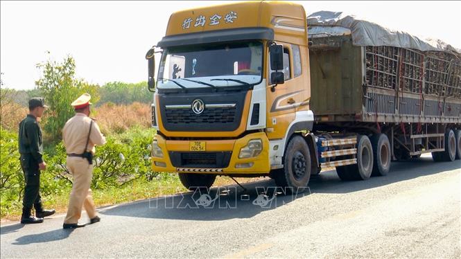Cán bộ Phòng Cảnh sát giao thông Công an tỉnh Tây Ninh kiểm tra xe chở cây mía nguyên liệu có dấu hiệu quá khổ, quá tải. Ảnh: Minh Phú - TTXVN