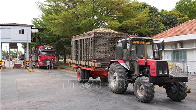 Xe chở mía nguyên liệu tập kết tại nhà máy đường thuộc Công ty cổ phần Mía đường Thành Thành Công Tây Ninh. Ảnh: Minh Phú – TTXVN