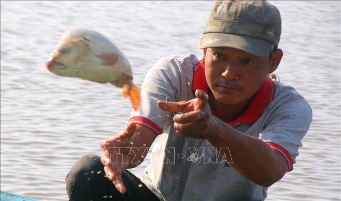 Farmers harvest fish at the end of the  rice paddy fish farming season in Vi Thanh 1 commune, Can Tho city. VNA Photo: Duy Khương