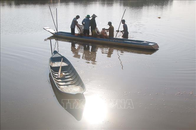 Farmers harvest fish at the end of the  rice paddy fish farming season in Vi Thanh 1 commune, Can Tho city. VNA Photo: Duy Khương
