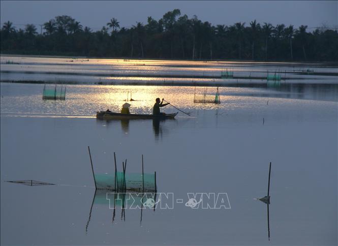 A peaceful scene at the end of the rice paddy fish farming season in Can Tho. VNA Photo: Duy Khương