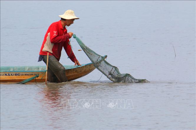 Farmers harvest fish at the end of the rice paddy fish farming season in Vi Thanh 1 commune, Can Tho city. VNA Photo: Duy Khương