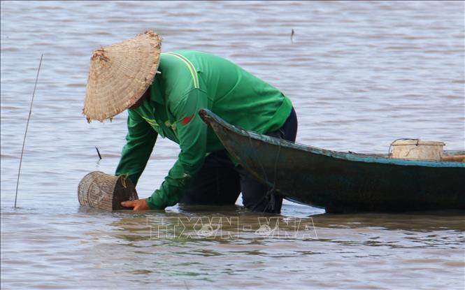 Farmers harvest fish at the end of the rice paddy fish farming season in Vi Thanh 1 commune, Can Tho city. VNA Photo: Duy Khương
