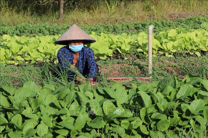 Bà Trần Thị Lo, ấp Ngãi Hiệp, xã Hưng Mỹ trồng hành lá. Ảnh: Thanh Hòa - TTXVN