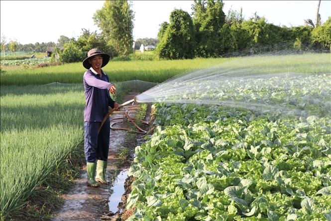 Nông dân xã Hưng Mỹ (tỉnh Vĩnh Long) chăm sóc rau màu. Ảnh: Thanh Hòa - TTXVN