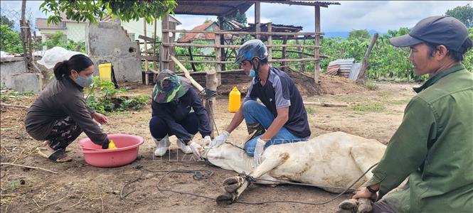 Lực lượng thú y cơ sở xử lý dịch lở mồm long móng trên đàn gia súc tại xã Ayun, tỉnh Gia Lai. Ảnh: Hoài Nam - TTXVN