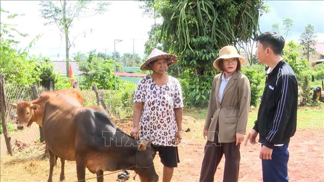 Cán bộ thú ý cơ sở kiểm tra đàn gia súc tại xã Chư Sê, tỉnh Gia Lai. Ảnh: Hoài Nam - TTXVN