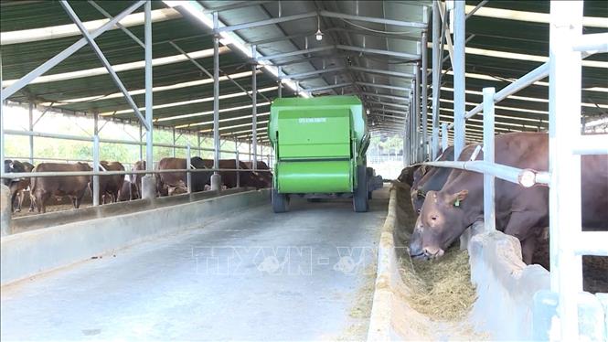 Phía Tây tỉnh Gia Lai là địa bàn trọng điểm về chăn nuôi với 209 dự án chăn nuôi quy mô lớn. Ảnh: Hoài Nam - TTXVN