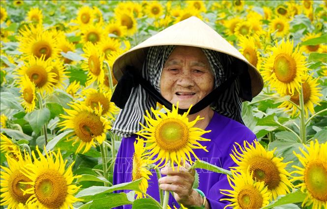 Du khách tham quan, chụp ảnh trên cánh đồng hoa hướng dương nở rộ. Ảnh: Lê Phước Ngọc – TTXVN