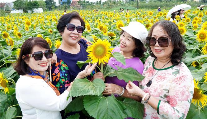 Du khách tham quan, chụp ảnh trên cánh đồng hoa hướng dương nở rộ. Ảnh: Lê Phước Ngọc – TTXVN     