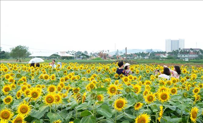 Du khách tham quan, chụp ảnh trên cánh đồng hoa hướng dương nở rộ. Ảnh: Lê Phước Ngọc – TTXVN