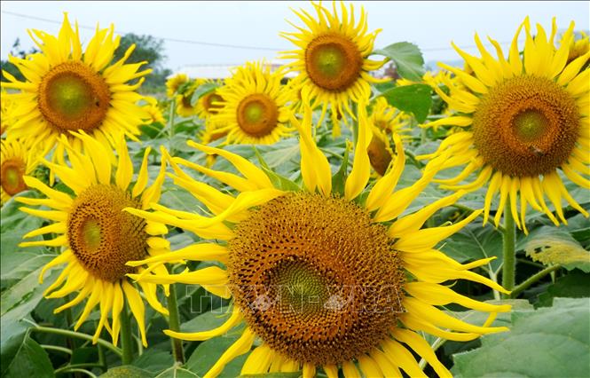 Hoa hướng dương nở rộ, đua nhau khoe sắc trên cánh đồng ở xã An Phú (Quảng Ngãi). Ảnh: Lê Phước Ngọc – TTXVN