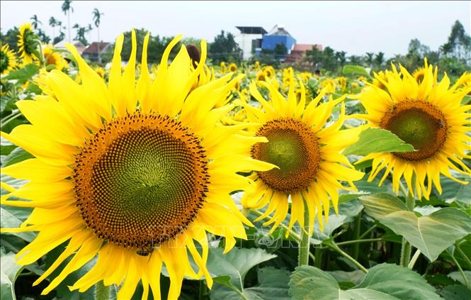 Hoa hướng dương nở rộ, đua nhau khoe sắc. Ảnh: Lê Phước Ngọc – TTXVN
     