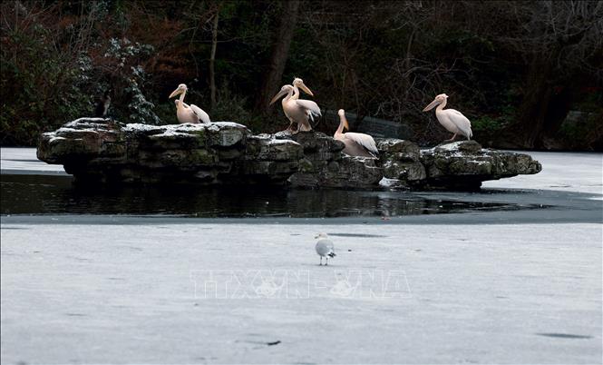 Băng giá bao phủ mặt hồ trong công viên Thánh James ở London, Anh ngày 6/1/2026. Ảnh: THX/TTXVN