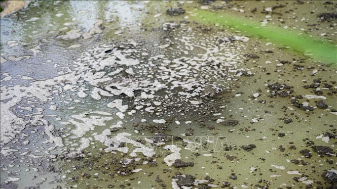 Nguồn nước rạch Rễ Dưới nổi bọt, đổi màu, phát tán mùi hôi thối. Ảnh: Minh Phú – TTXVN