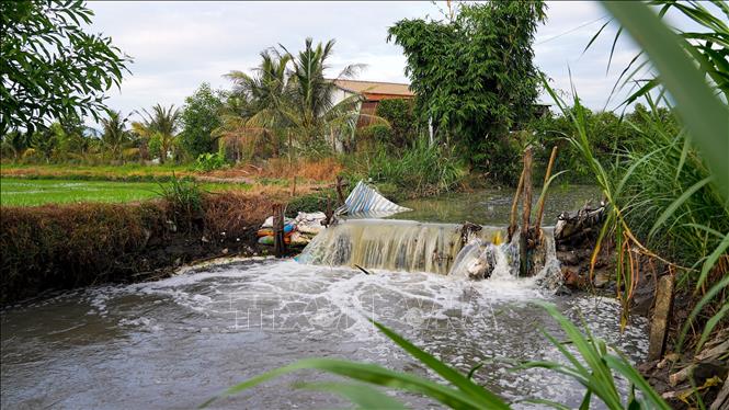 Tình trạng ô nhiễm nguồn nước nghiêm trọng tại Rạch Rễ Dưới có nguy cơ lan rộng, ảnh hưởng chất lượng nước sông Vàm Cỏ Đông. Ảnh: Minh Phú – TTXVN
