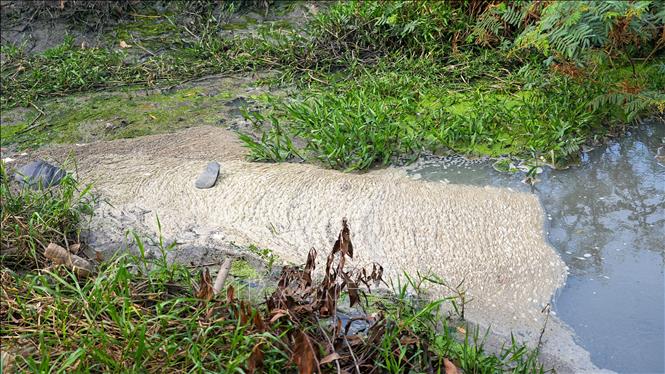 Một đoạn Rạch Rễ Dưới bị ô nhiễm do nước thải tù đọng và bọt nổi dày đặc. Ảnh: Minh Phú – TTXVN