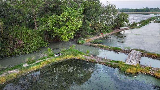 Ruộng lúa của người dân nằm liền kề với Rạch Rễ Dưới bị ảnh hưởng, không thể canh tác vì nguồn nước ô nhiễm nặng. Ảnh: Minh Phú – TTXVN