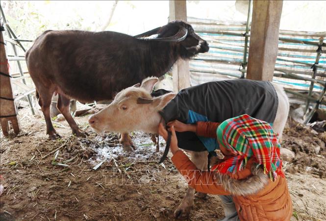 Chị Giàng Thị Linh, bản Sin Câu, xã Tả Lèng dùng chăn quấn cho gia súc mới sinh để giữ ấm trong những ngày giá rét. Ảnh: Quý Trung – TTXVN