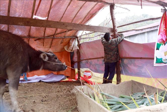 Người dân xã Tả Lèng tỉnh Lai Châu chủ động căng bạt che chắn chuồng trại phòng chống rét cho đàn vật nuôi. Ảnh: Quý Trung – TTXVN