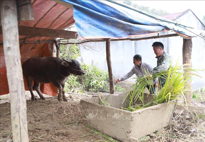 Người dân xã Tả Lèng tăng cường thức ăn cho gia súc trong những ngày giá rét. Ảnh: Quý Trung – TTXVN