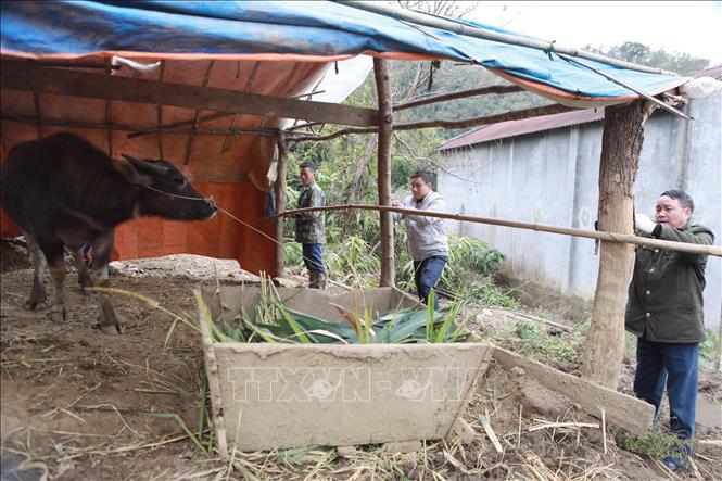 Cán bộ Phòng kinh tế xã Tả Lèng hỗ trợ người dân bản Sin Câu gia cố chuồng trại phòng, chống rét cho gia súc. Ảnh: Quý Trung – TTXVN