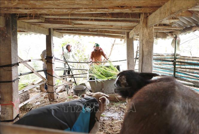 Người dân xã Sìn Hồ, tỉnh Lai Châu căng bạt phòng chống rét cho gia súc nơi có nền nhiệt độ xuống 1-3 độ C về đêm. Ảnh: Quý Trung – TTXVN