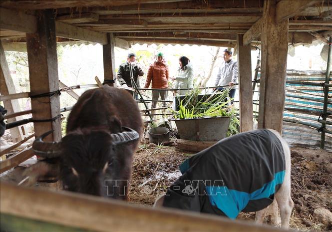 Cán bộ Phòng kinh tế xã Tả Lèng xuống các hộ gia đình tại bản Sin Câu tuyên truyền hướng dẫn người dân tăng cường các biện pháp phòng, chống rét cho gia súc. Ảnh: Quý Trung – TTXVN